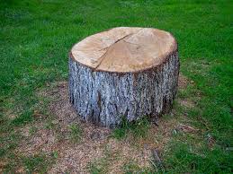 Best Root Management and Removal  in Plainsboro Center, NJ
