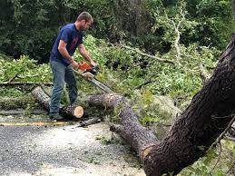 Best Commercial Tree Services  in Plainsboro Center, NJ