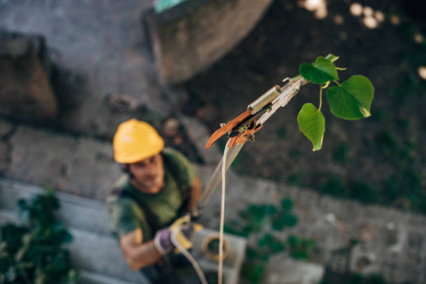 Best Tree Cabling and Bracing  in Plainsboro Center, NJ