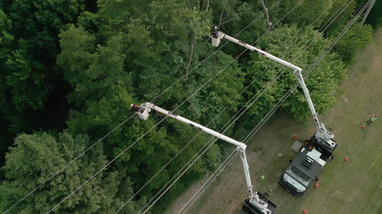 Best Root Management and Removal  in Plainsboro Center, NJ