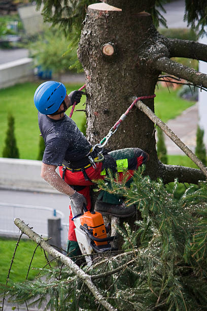 Best Lawn Grading and Leveling  in Plainsboro Center, NJ