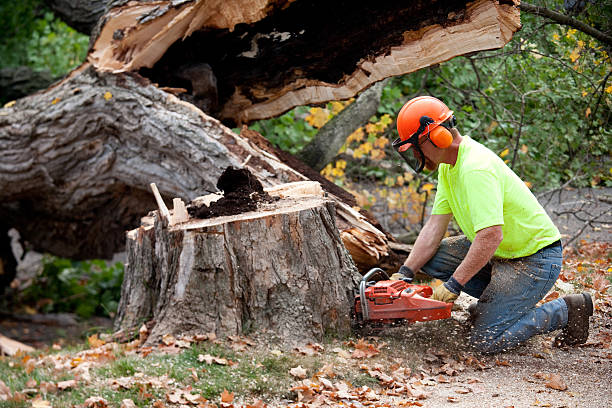 Best Lot and Land Clearing  in Plainsboro Center, NJ