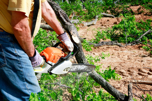 Best Stump Grinding and Removal  in Plainsboro Center, NJ