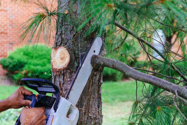 Best Lawn Mowing  in Plainsboro Center, NJ